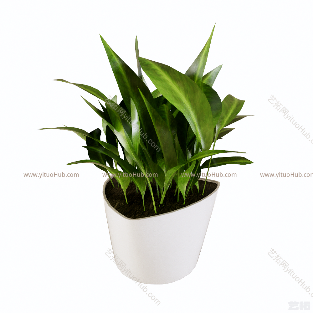 装饰植物盆栽