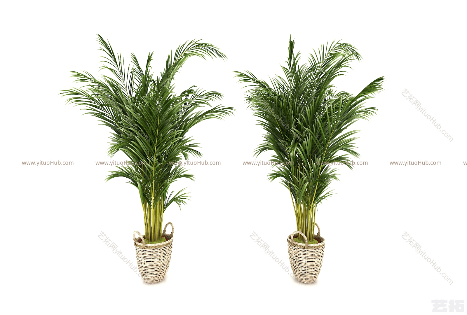 现代植物盆栽