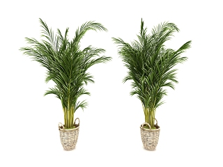现代植物盆栽