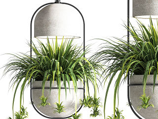 indoor现代植物盆栽