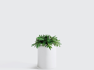 现代风格植物盆栽