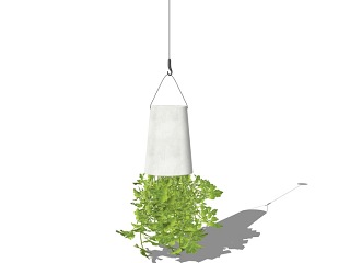 吊篮植物