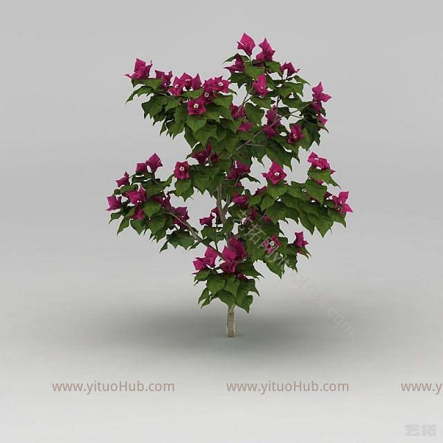 现代开花灌木模型