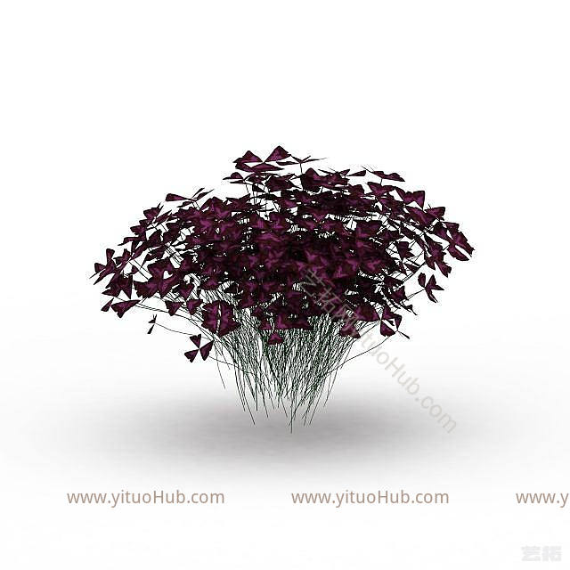 现代蝴蝶花植物模型