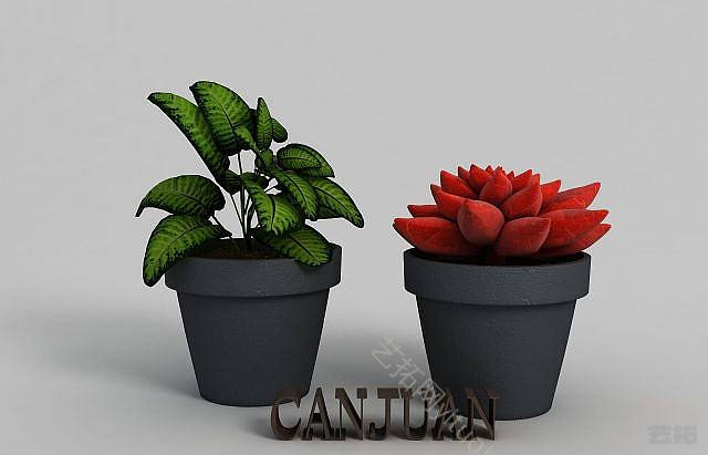 现代多肉植物孔雀竹芋姬胧月模型