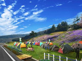 公路道路两侧花坡植物露营基地免扣