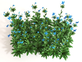 现代花