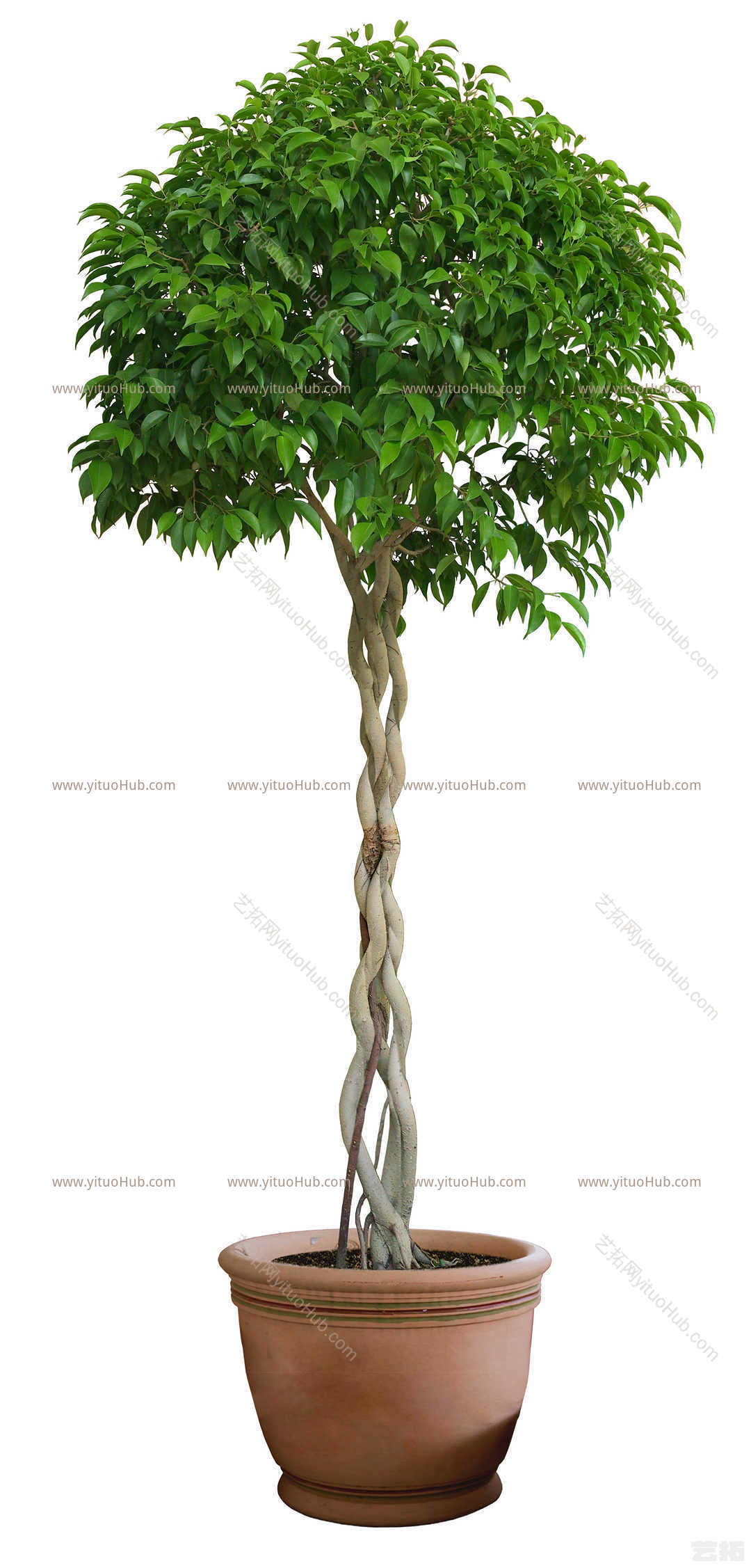 盆景植物-垂叶榕