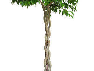 盆景植物-垂叶榕