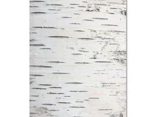 白桦树树皮 (122)