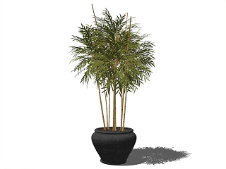 竹类植物