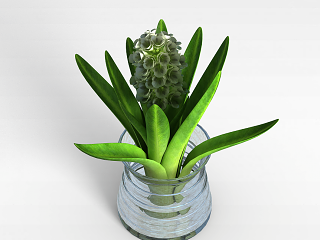 现代花盆绿植风信子模型