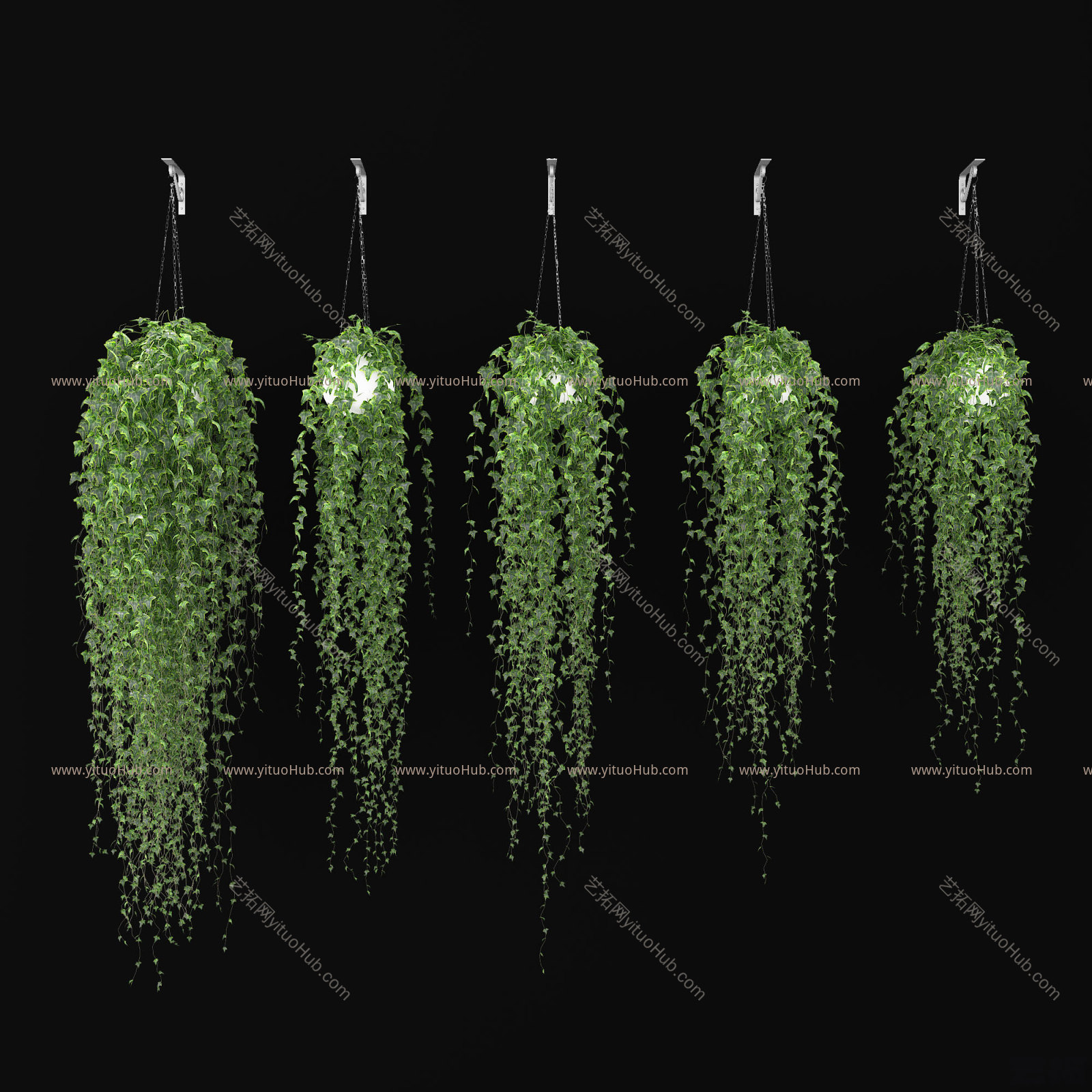 现代吊篮植物
