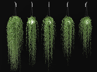 现代吊篮植物