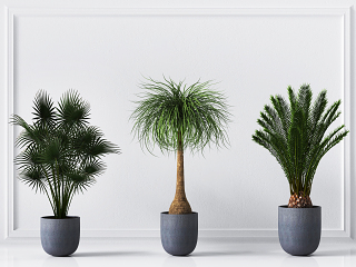 现代植物盆栽