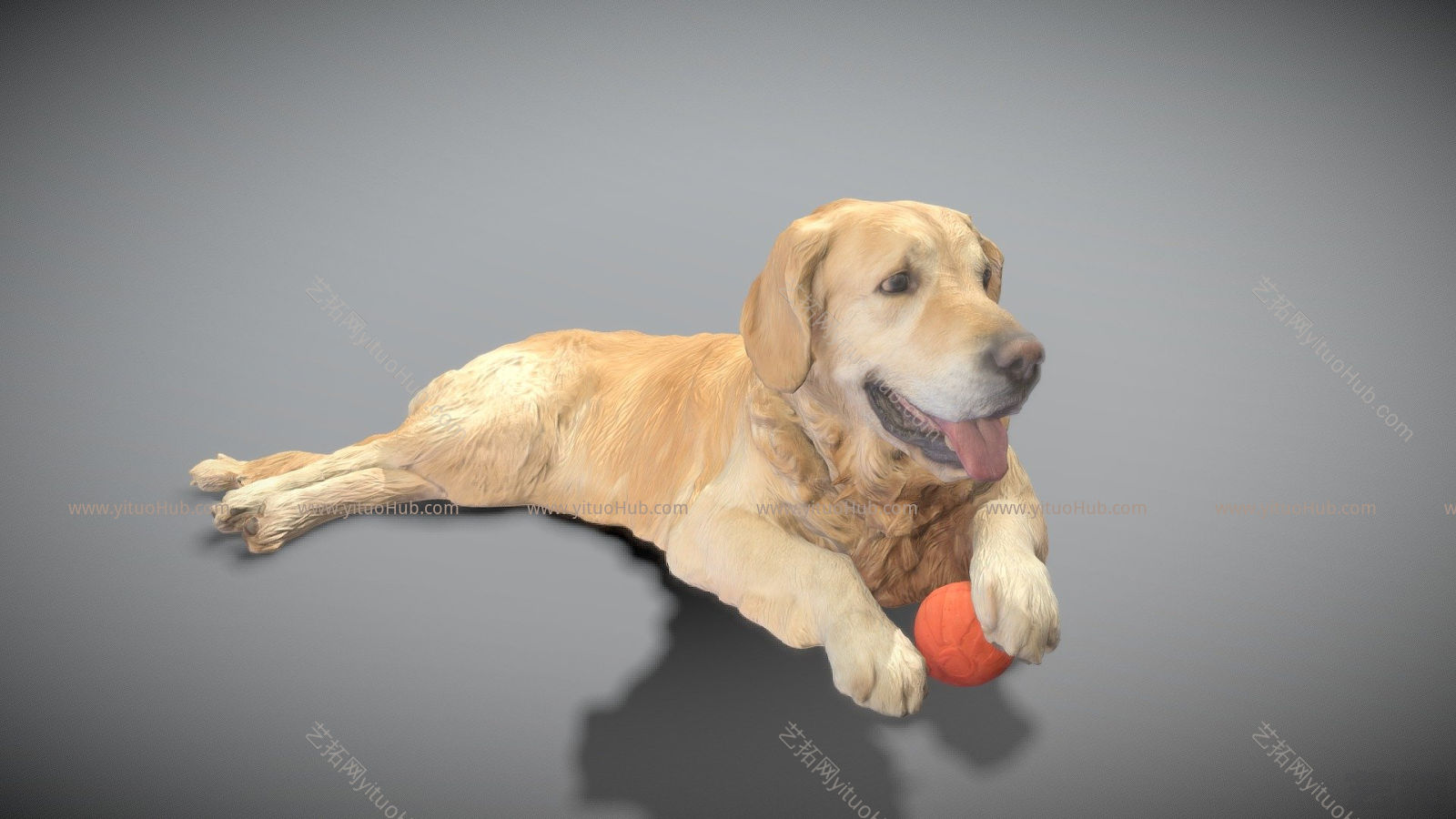 现代金毛猎犬