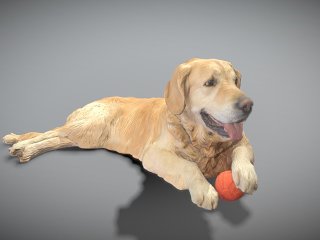 现代金毛猎犬