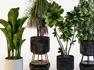 室内植物盆景组合