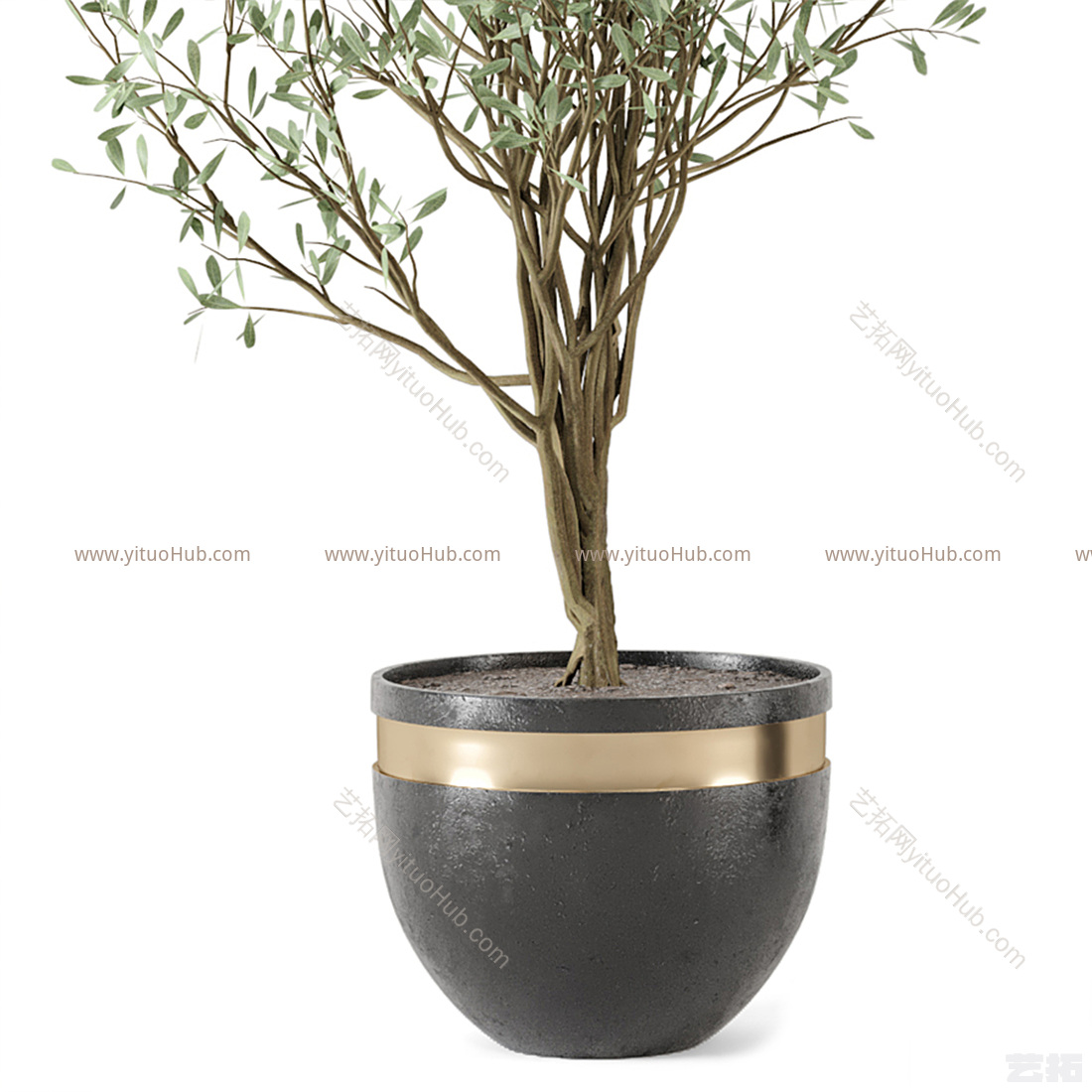 现代植物盆栽