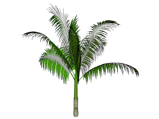 棕榈科植物