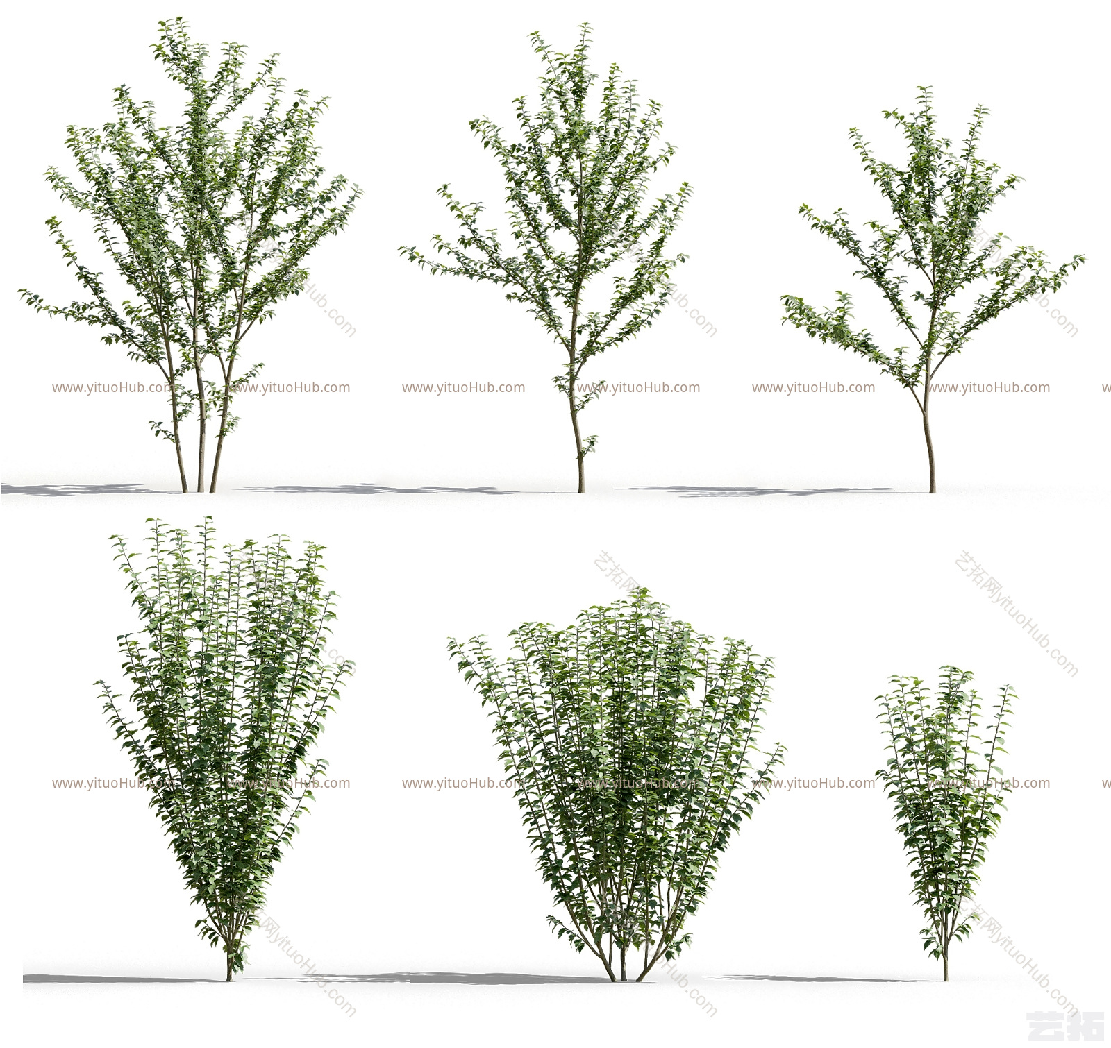 现代灌木 植物