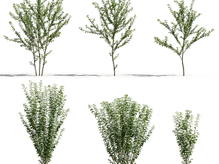 现代灌木 植物
