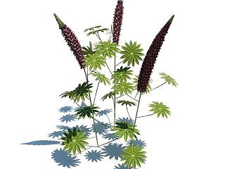 现代狭叶羽扇豆模型