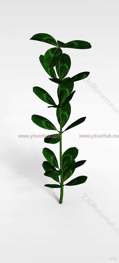 现代绿叶植物模型