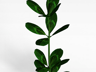 绿叶植物模型