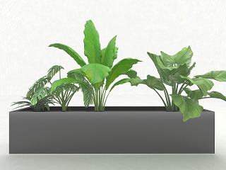 现代风格植物模型