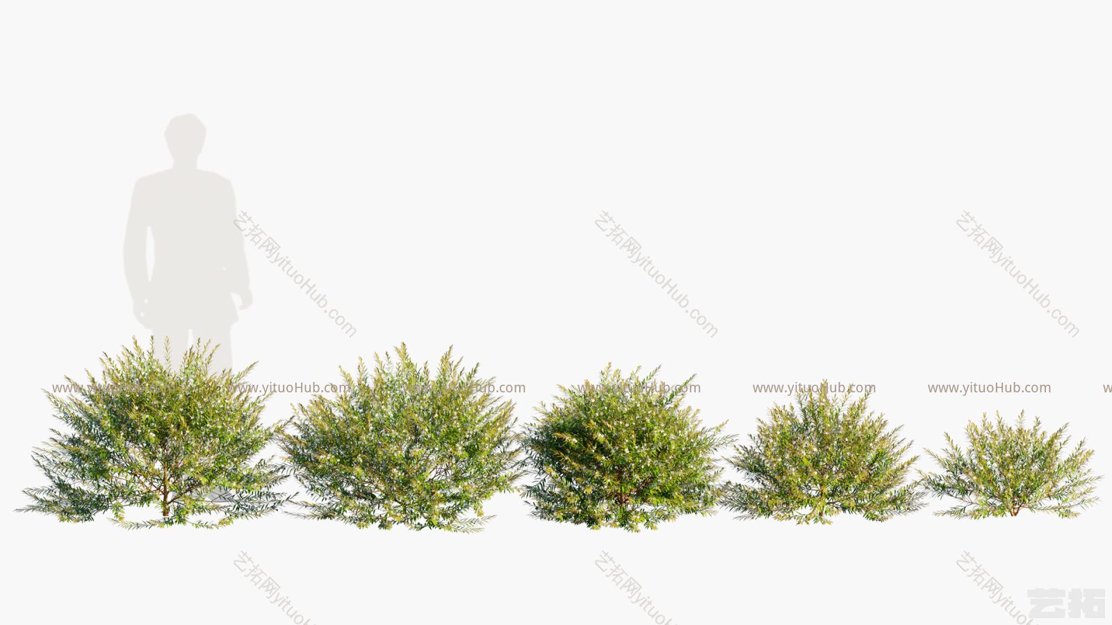 现代草丛，灌木，植物，绿植，隔离带，绿化带