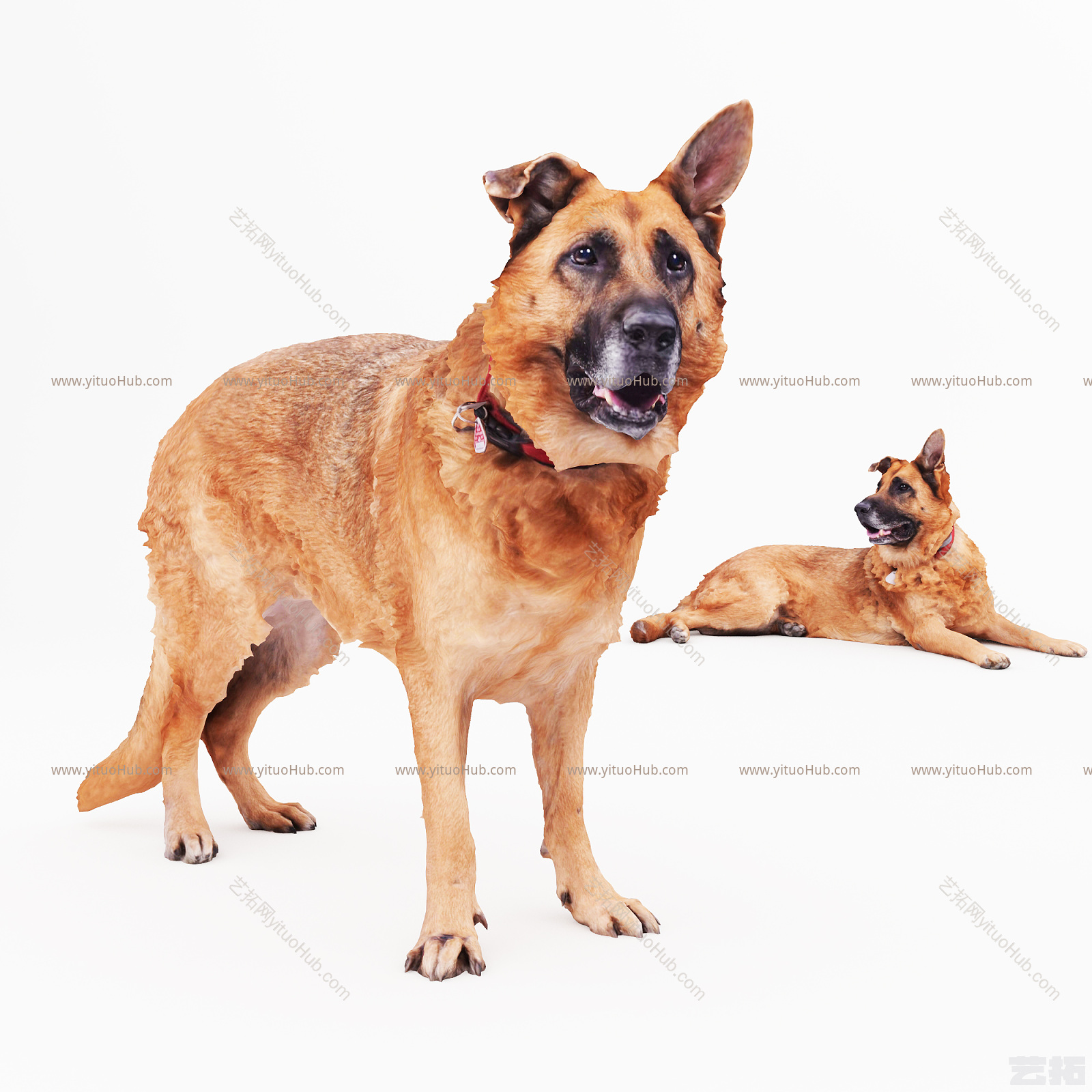 狗 猎犬 狼狗