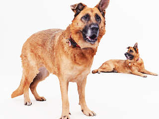 狗 猎犬 狼狗
